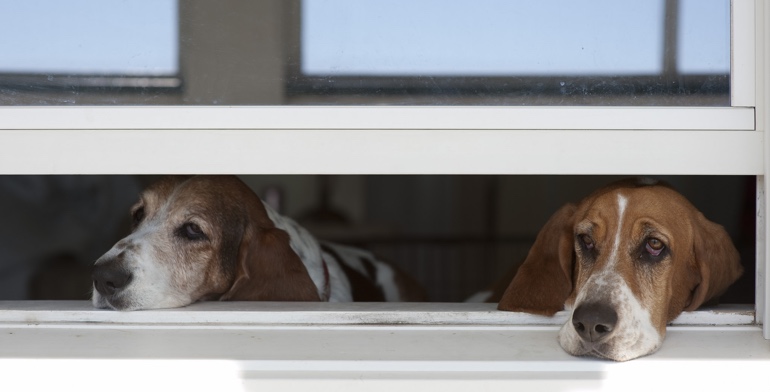 Dog Friendly Window Blinds Dog Friendly Window Blinds